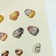Old board - Snail Shell - Vintage illustration from 1970