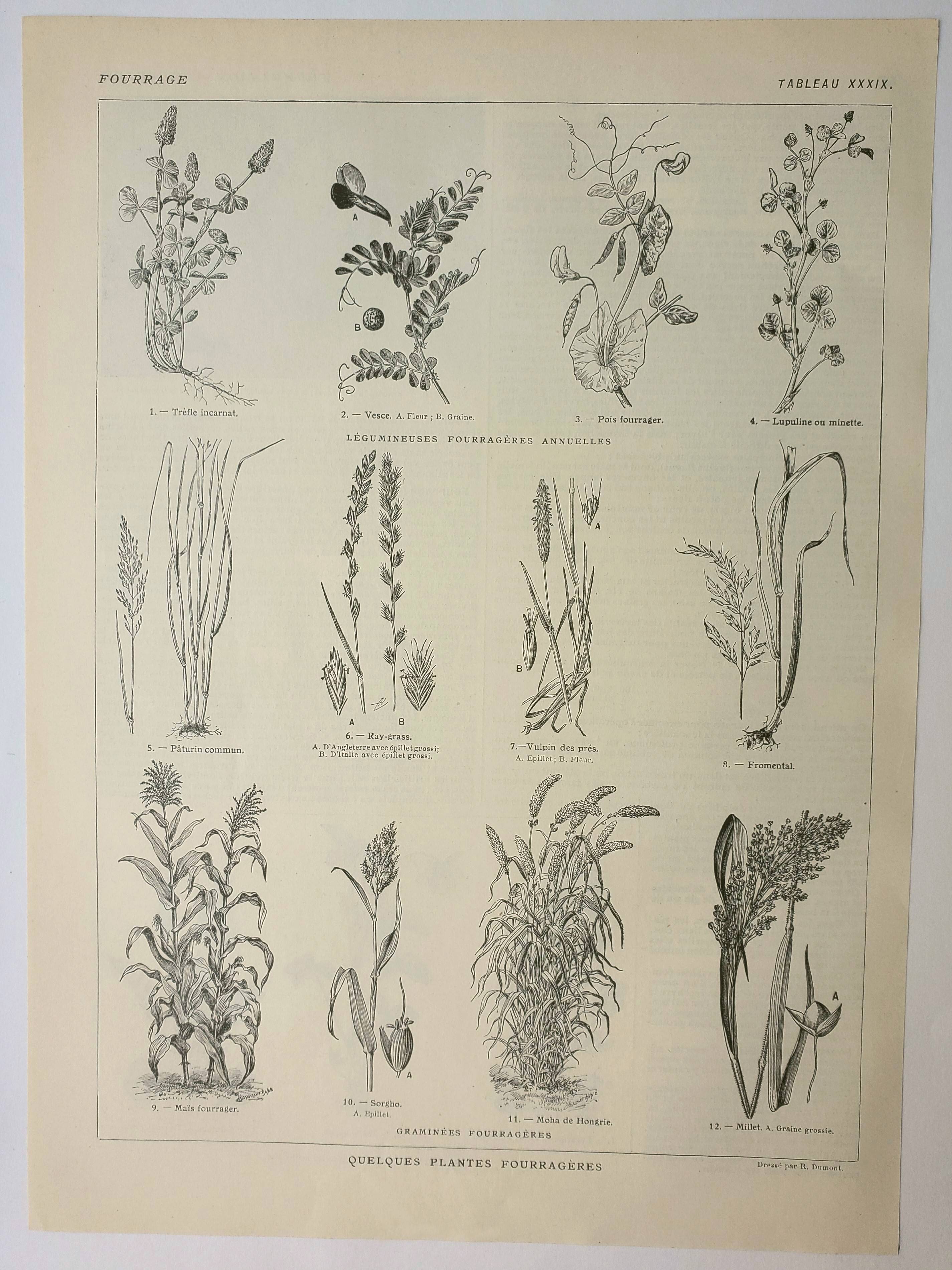 Old engraving 1922, Fodder, cereals, plants, fodder • Lithograph, original illustration