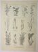 Old engraving 1922, Fodder, cereals, plants, fodder • Lithograph, original illustration