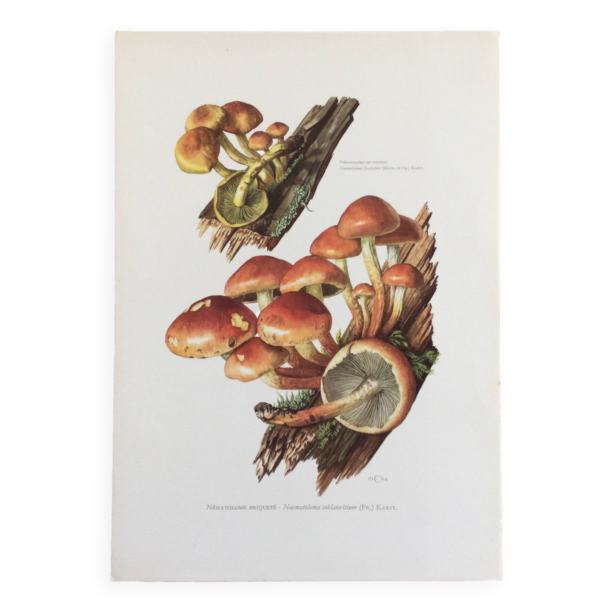 Botanical Illustration Mushrooms Nematoloma Bricket Vintage Print 60s