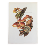 Botanical Illustration Mushrooms Nematoloma Bricket Vintage Print 60s