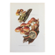 Botanical Illustration Mushrooms Nematoloma Bricket Vintage Print 60s