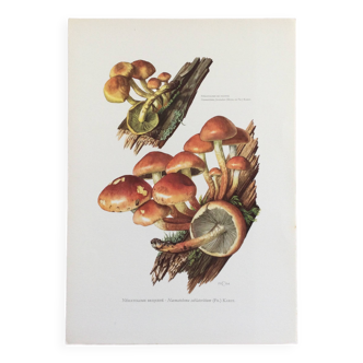 Botanical Illustration Mushrooms Nematoloma Bricket Vintage Print 60s