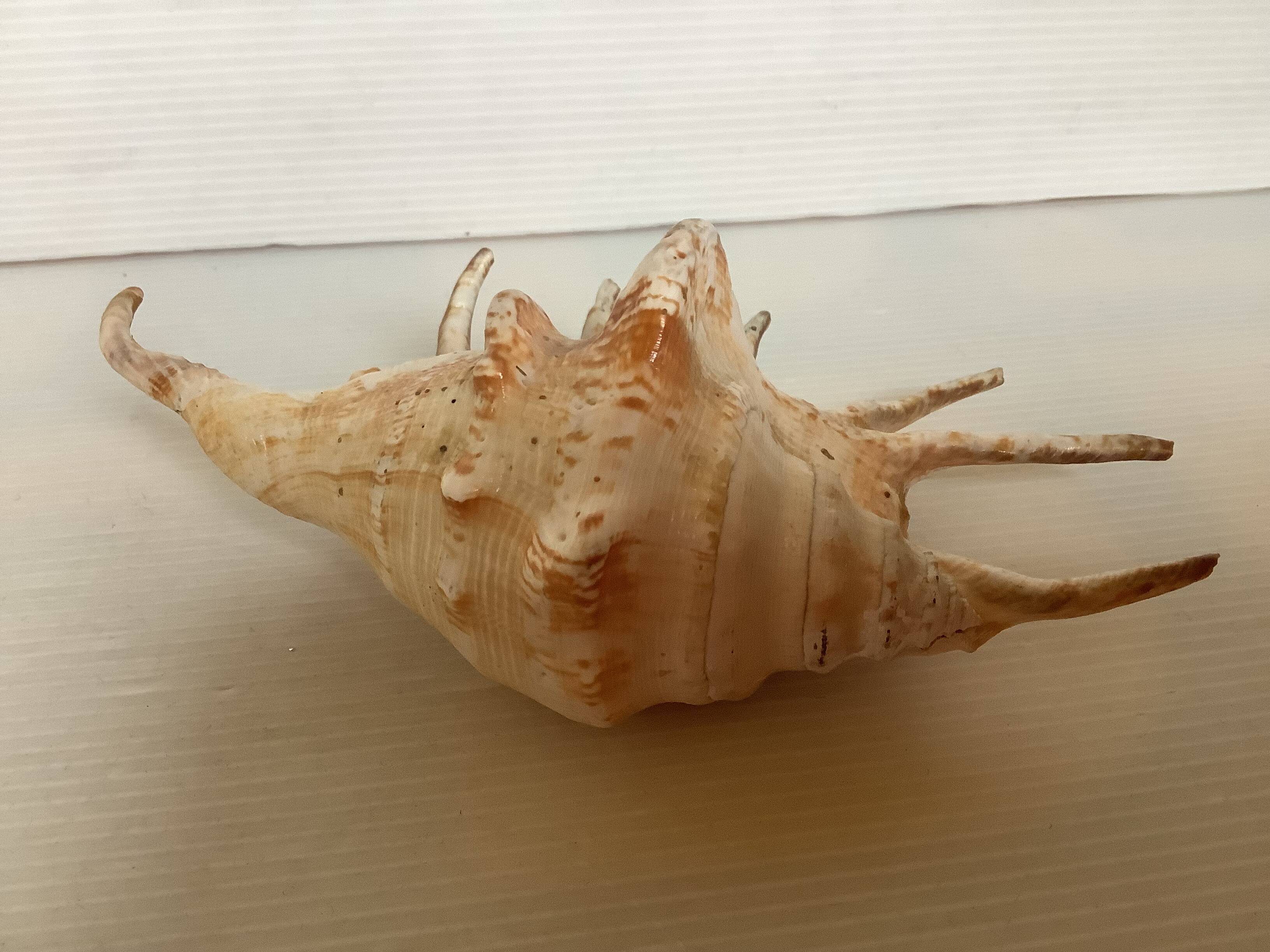 Conch shell