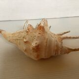 Conch shell