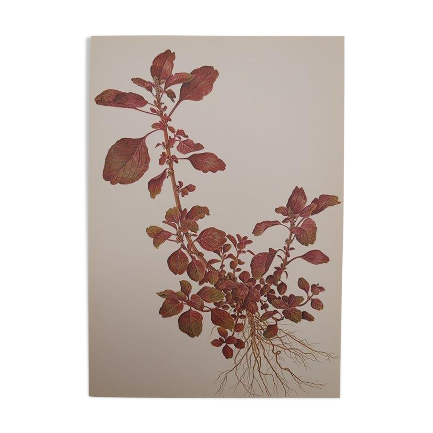 Planche botanique Amarante (23.2 GEIGY)