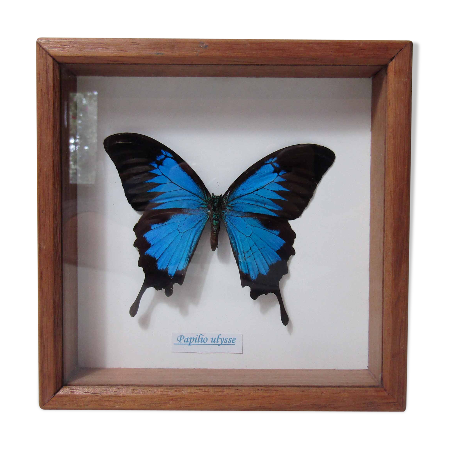 Naturalized blue butterfly ulysses