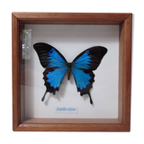 Naturalized blue butterfly ulysses