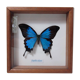 Papillon bleu naturalisé ulysse