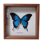 Papillon bleu naturalisé ulysse