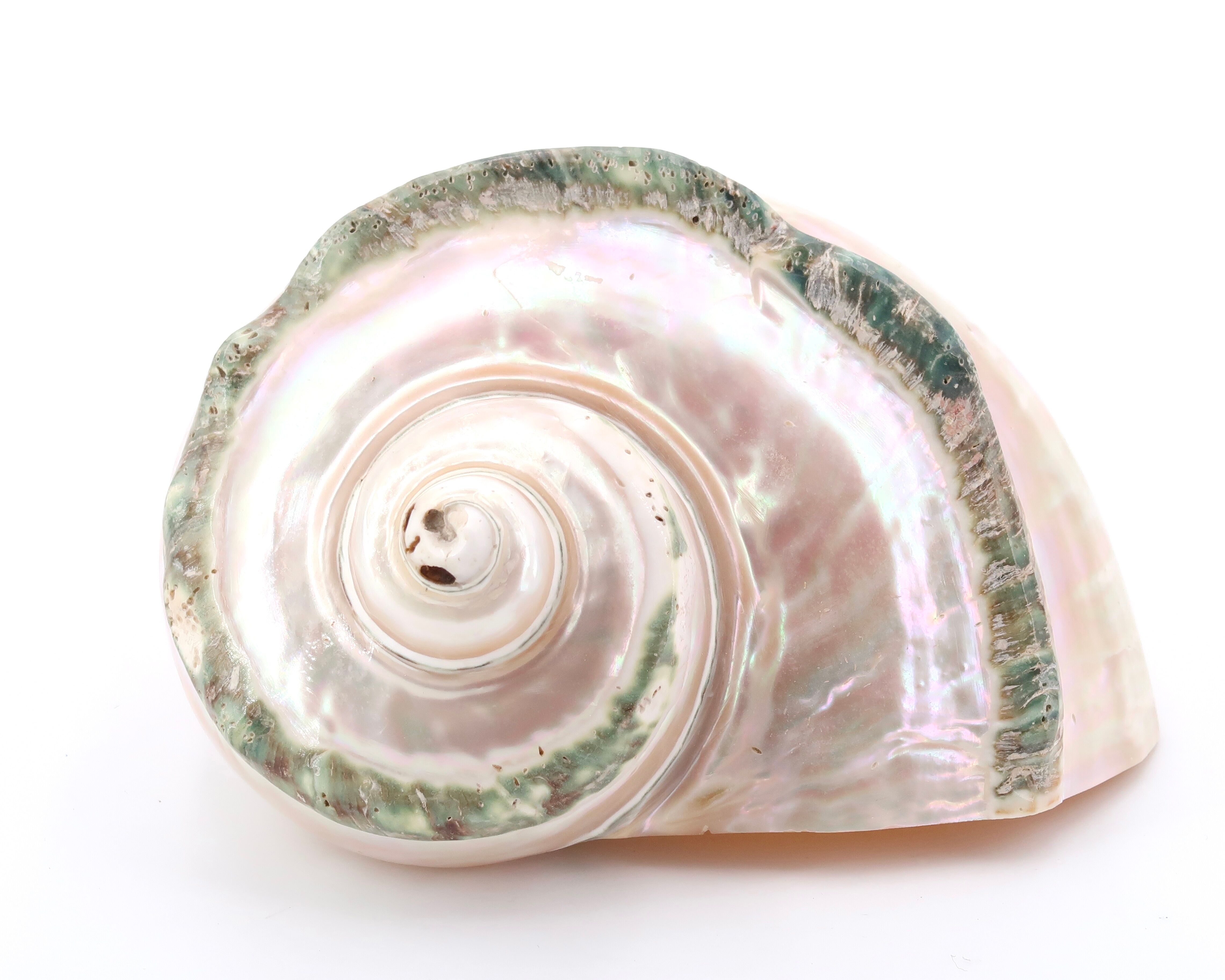 Turbo Marmoratus spiral shell, 60s