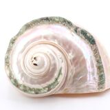 Turbo Marmoratus spiral shell, 60s