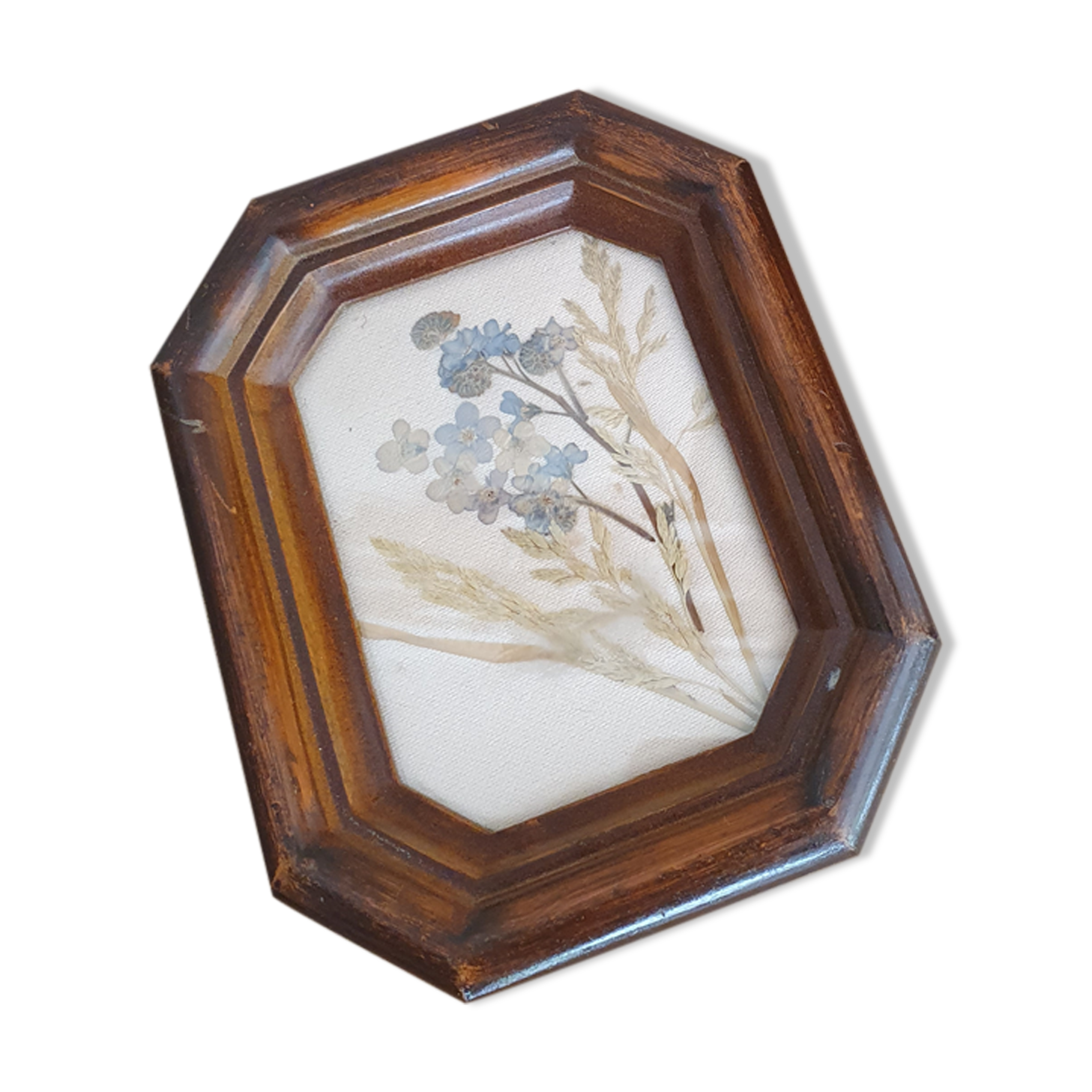 Small herbarium under frame