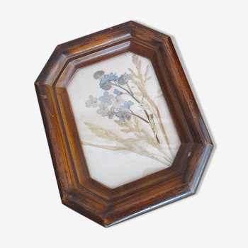 Small herbarium under frame