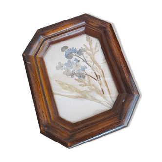 Small herbarium under frame