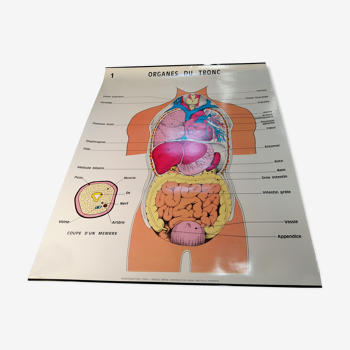 Affiche scolaire d'anatomie - Vintage