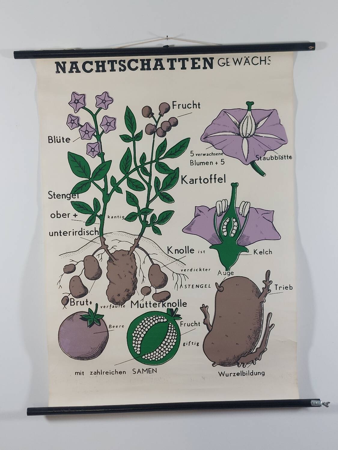 Vintage educational wall hanging roll chart biology