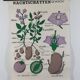 Vintage educational wall hanging roll chart biology