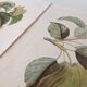 Botanic posters