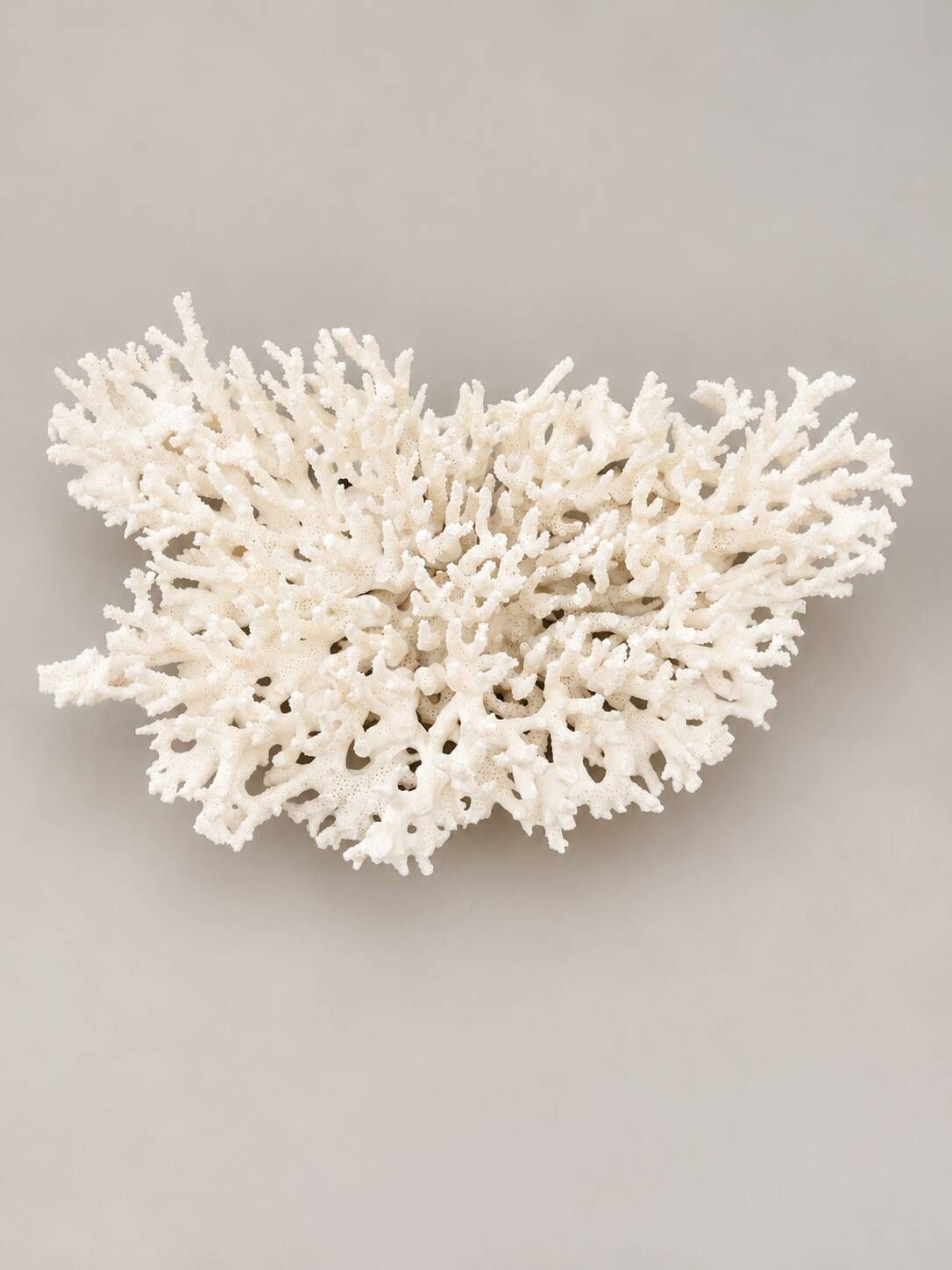 Large branched white coral – Cabinet of curiosities