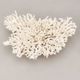 Large branched white coral – Cabinet of curiosities