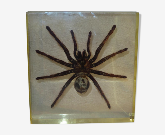 Gros Bloc D Altuglas 1950 Contenant Une Araignee Mygale Cabinet De Curiosite Altuglass Selency Gros Bloc D Altuglas 1950 Contenant Une Araignee Mygale Cabinet De Curiosite Altuglass Selency