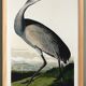 Poster about the American Crane, based on an old engraving from 1827.