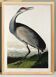 Poster about the American Crane, based on an old engraving from 1827.