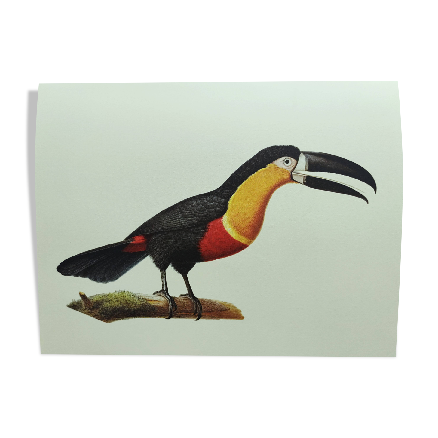 Antique plate -Toucan of Para- Vintage illustration from 1970 birds Huet