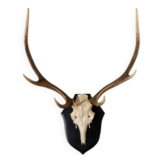 Deer antler massacre hunting trophy