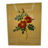 Vintage lithograph