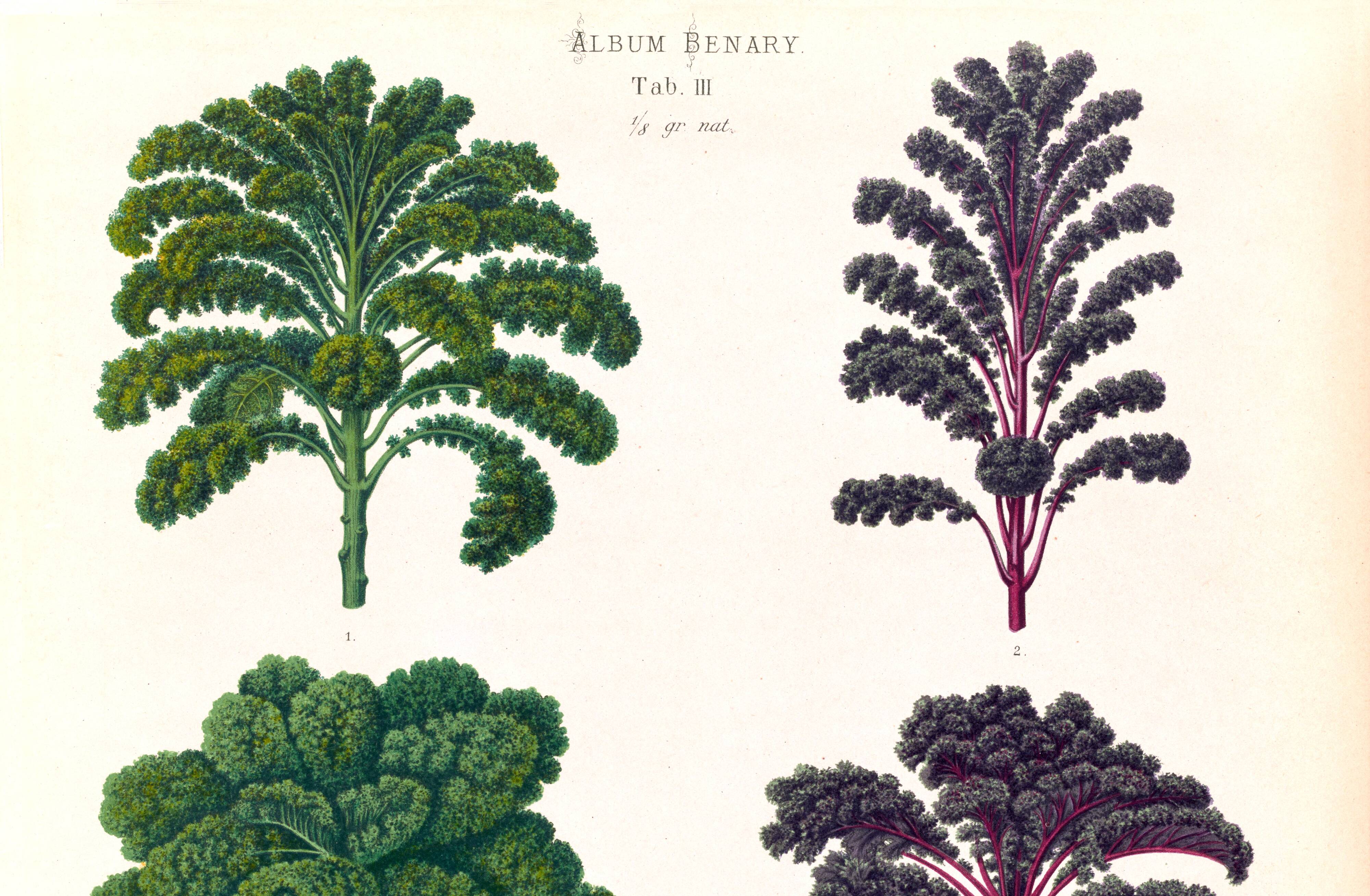 Poster about Brussels sprouts and curly endive, based on an 1886 engraving
