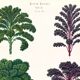 Poster about Brussels sprouts and curly endive, based on an 1886 engraving