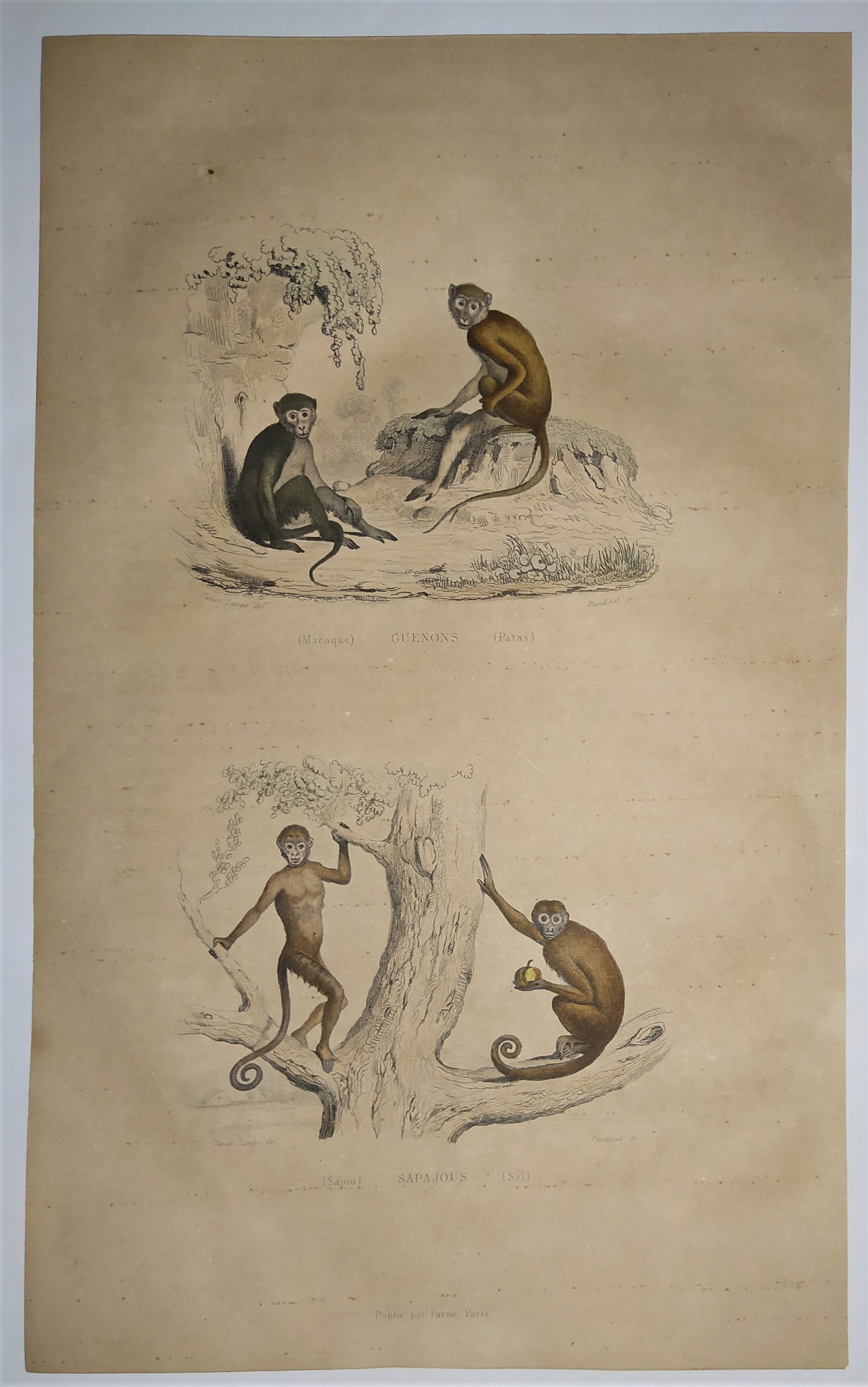 Planche zoologique originale de 1839