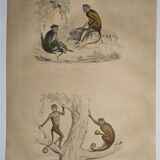 Original zoological plate of 1839