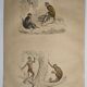 Original zoological plate of 1839
