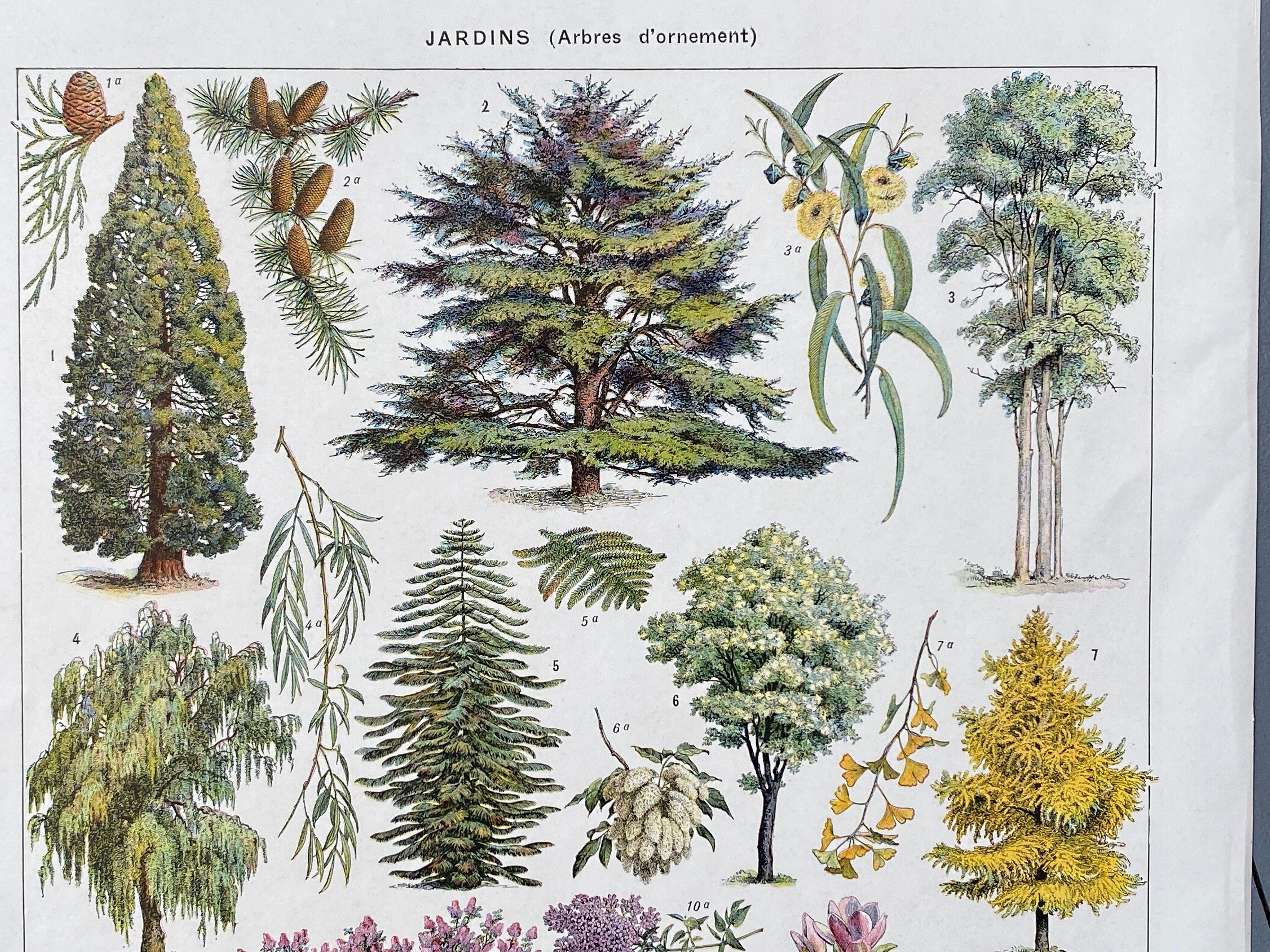 Illustration Millot "Ornamental tree gardens"