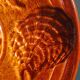 Vintage French oyster plate in Majolica from Sarreguemines