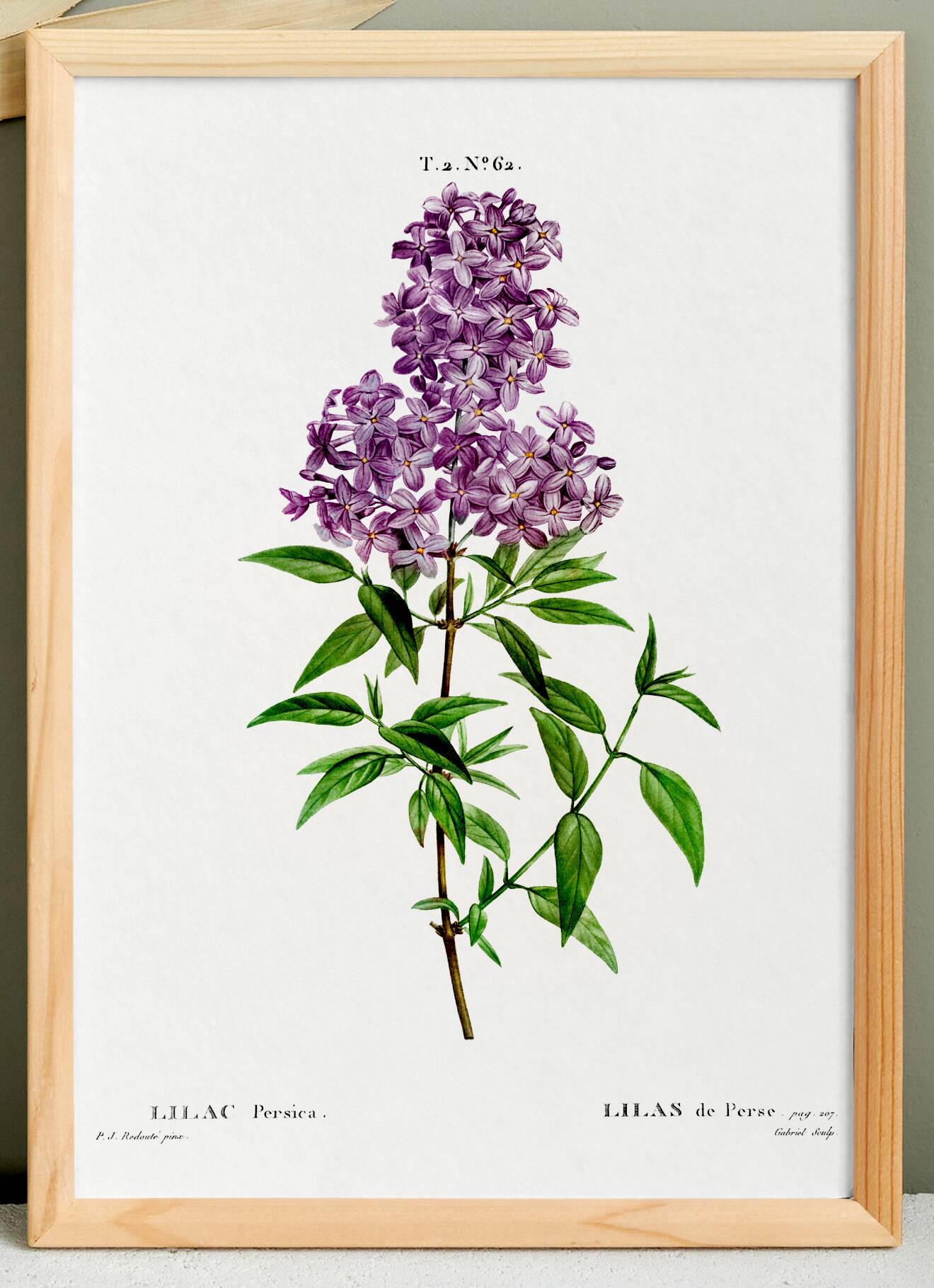 Poster about Persian lilac, after an old engraving from 1802