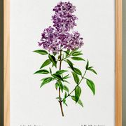Poster about Persian lilac, after an old engraving from 1802