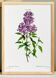 Affiche sur le lilas de Perse, d’après une gravure ancienne de 1802