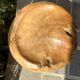 Olive root chair design