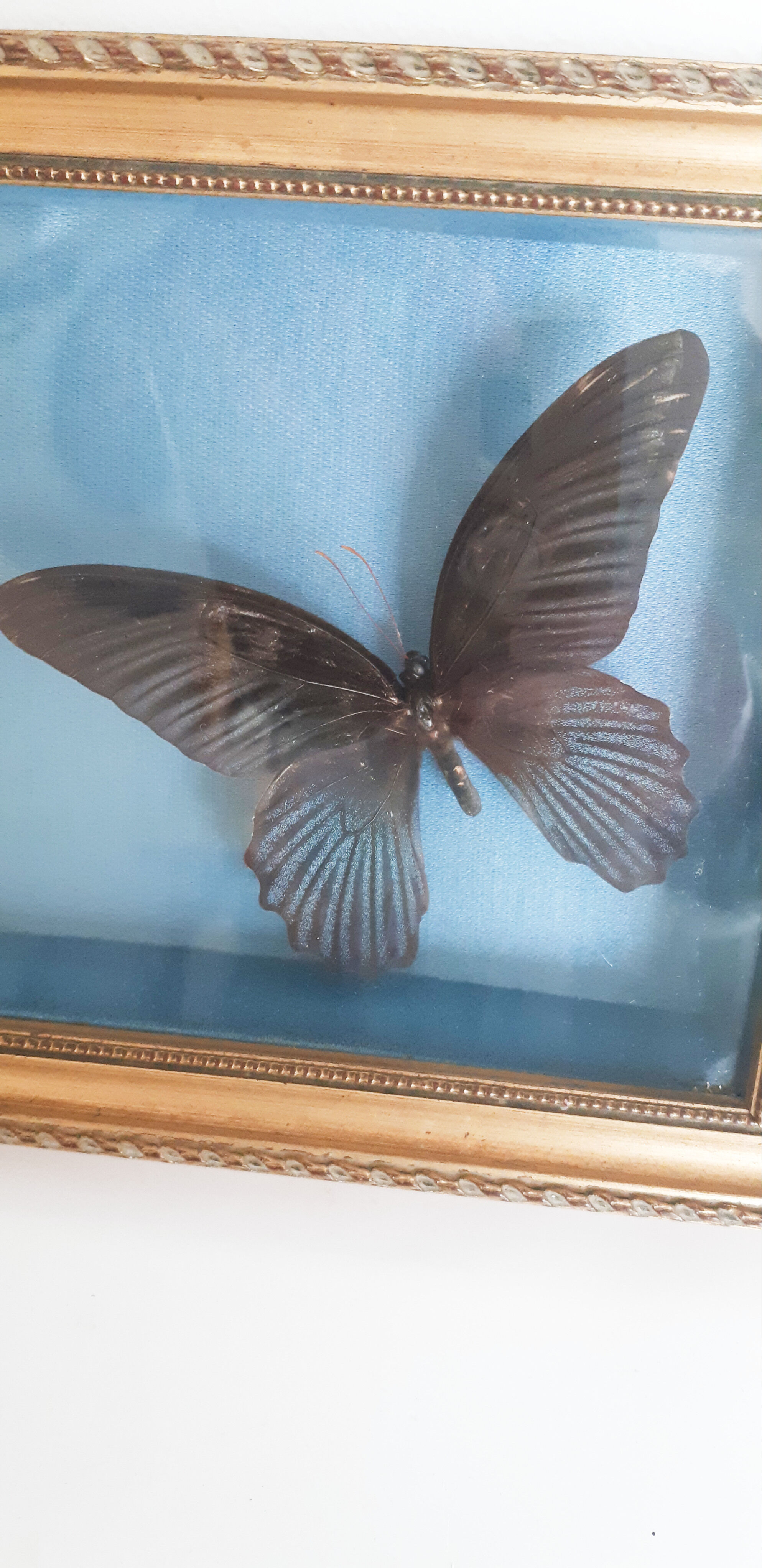 Butterflies naturalized under glass