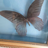 Butterflies naturalized under glass