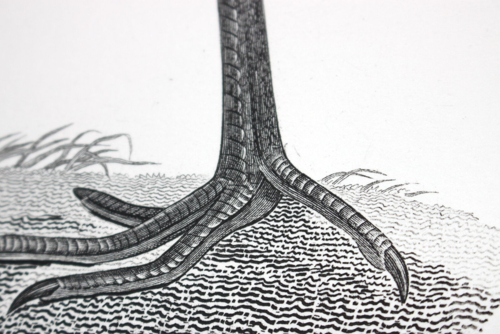 Engraving birds - chalcography of the louvre original. de redouté - ibis sacré and ibis noir