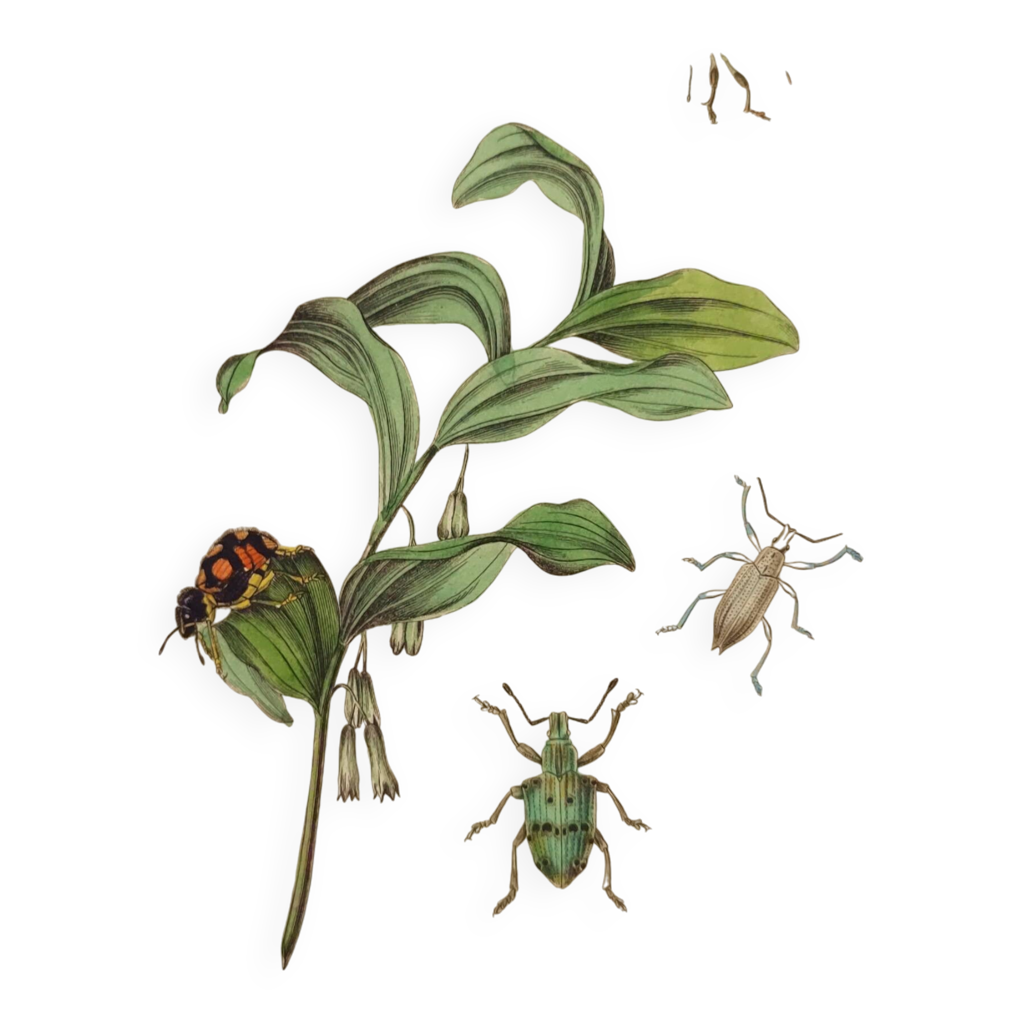 Old engraving from 1839 - Polygonatum Insects - Manually coloured