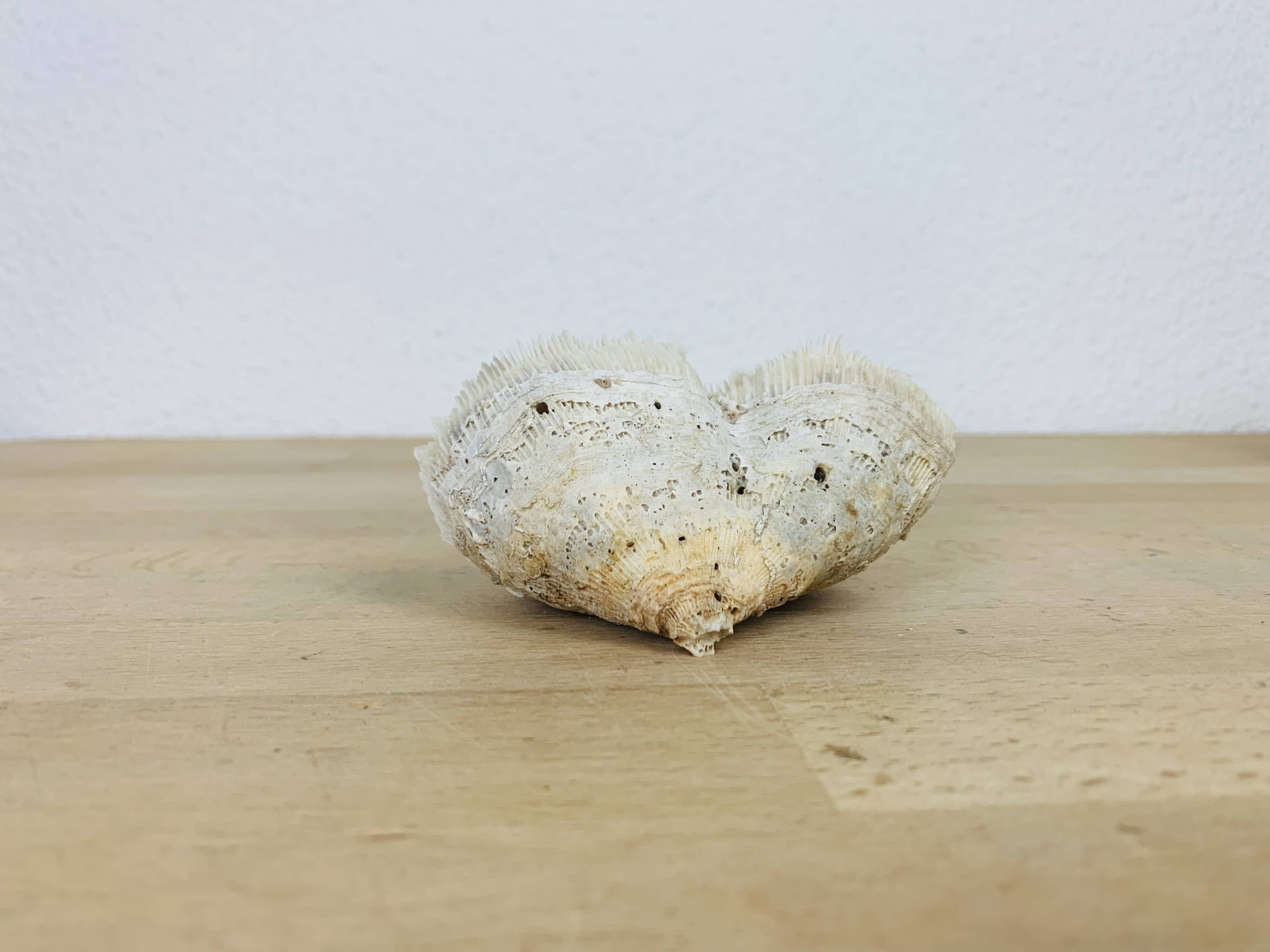 3 old white corals, coral