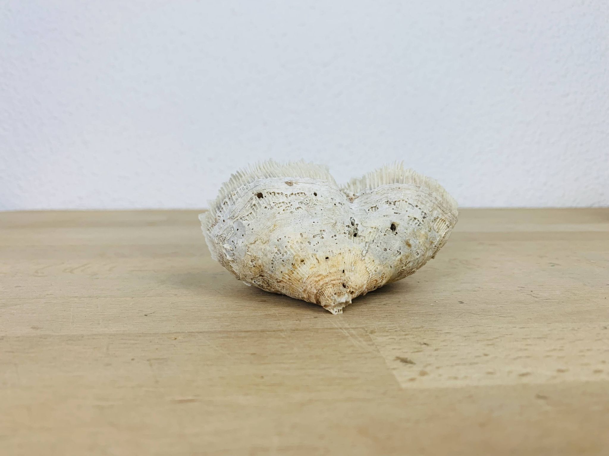 3 old white corals, coral