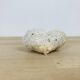 3 old white corals, coral
