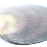 Empty pocket seashell mother-of-pearl